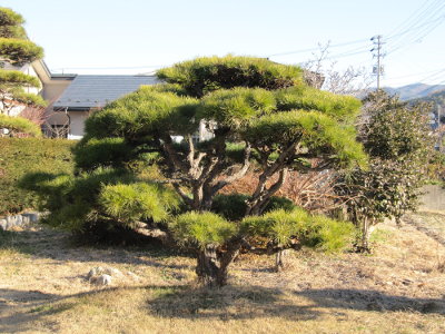 庭の松