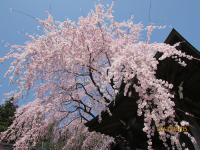 長慶寺の枝垂桜