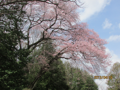 ハンノキ坂の桜