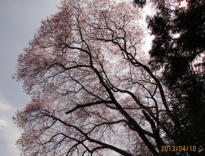 榛の木坂の桜