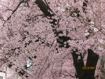 旧東中学校の桜